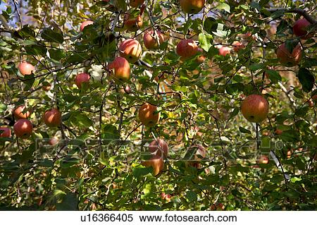 Apples hanging from tree View Large Photo Image Stock Photography - Apples hanging from tree. Fotosearch