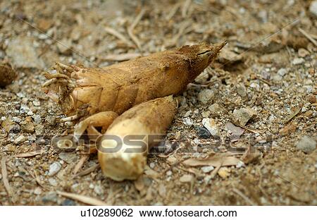 Bamboo shoots View Large Photo Image Stock Image - Bamboo shoots. Fotosearch