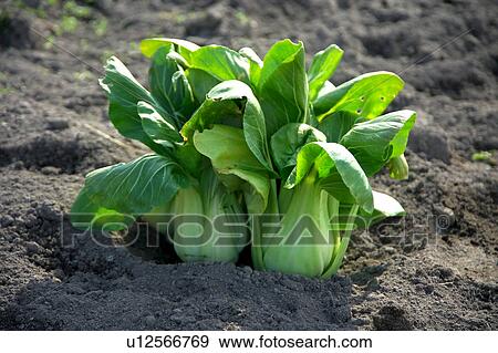 Stock Photo - Bok choy. Fotosearch
