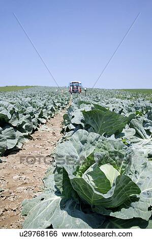 Cabbage field View Large Photo Image Stock Photograph - Cabbage field. Fotosearch