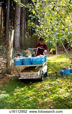 Farmer harvesting apples View Large Photo Image Stock Image - Farmer harvesting apples. Fotosearch