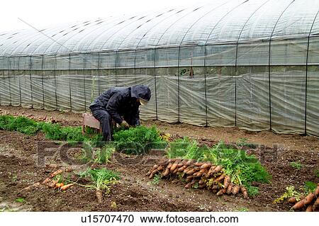Farmer harvesting carrots View Large Photo Image Stock Image - Farmer harvesting carrots. Fotosearch
