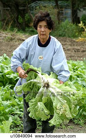 Picture - Farmer harvesting Chinese cabbages. Fotosearch