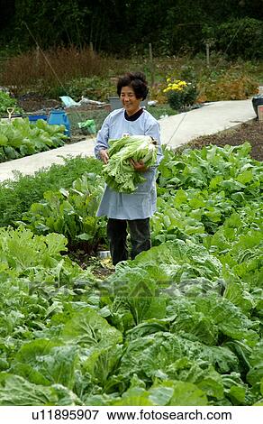 Farmer harvesting Chinese cabbages View Large Photo Image Stock Photo - Farmer harvesting Chinese cabbages. Fotosearch