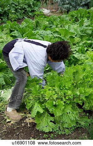 Stock Photo - Farmer harvesting Chinese cabbages. Fotosearch