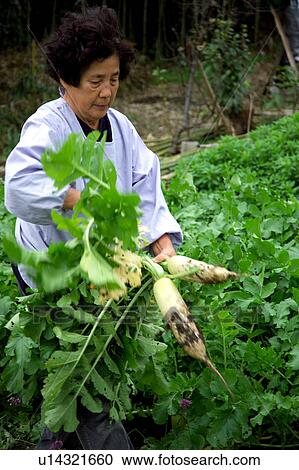 Stock Image - Farmer harvesting Daikon Radish. Fotosearch