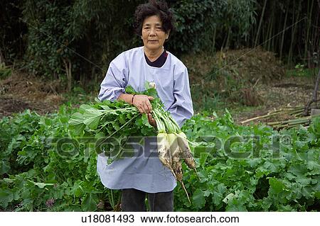 Stock Image - Farmer harvesting Daikon Radish. Fotosearch