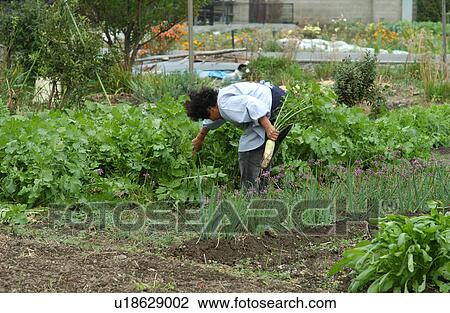 Stock Image - Farmer harvesting Daikon Radish. Fotosearch