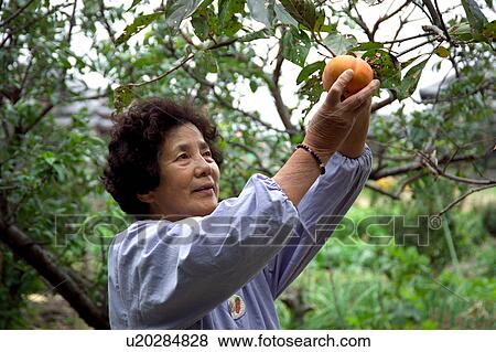 Stock Photo - Farmer harvesting persimmon. Fotosearch
