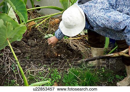Stock Photo - Farmer harvesting yams. Fotosearch