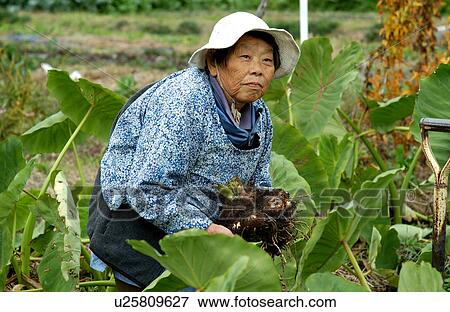 Stock Photo - Farmer harvesting yams. Fotosearch