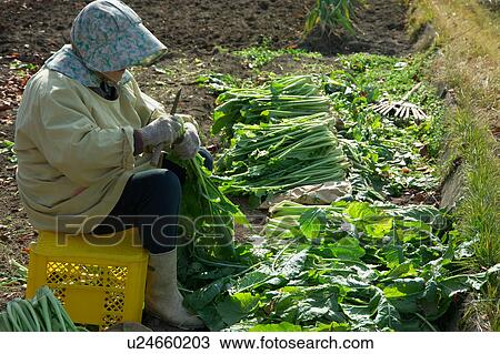 Stock Image - Farmer working in field. Fotosearch