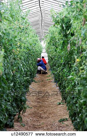 Stock Photo - Farmer working in greenhouse. Fotosearch