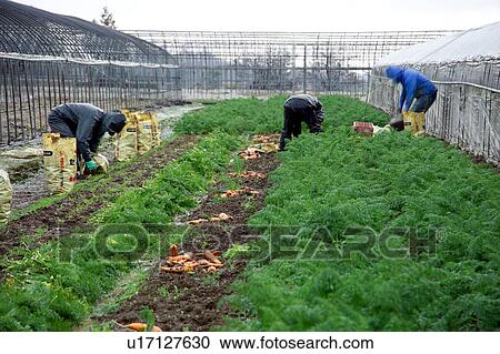 Stock Image - Farmers harvesting carrots. Fotosearch