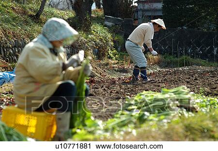 Farmers working in field View Large Photo Image Stock Image - Farmers working in field. Fotosearch