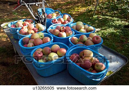 Harvested apples View Large Photo Image Stock Photography - Harvested apples. Fotosearch
