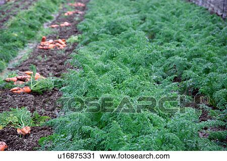 Stock Image - Harvested carrots. Fotosearch