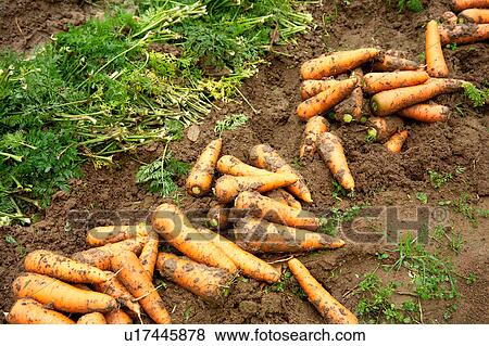 Stock Photo - Harvested carrots. Fotosearch