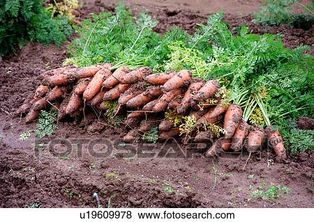 Stock Photo - Harvested carrots. Fotosearch