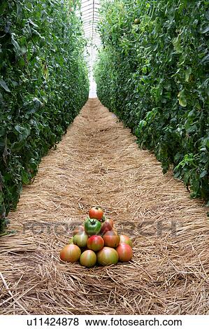 Stock Photo - Harvested tomatoes. Fotosearch