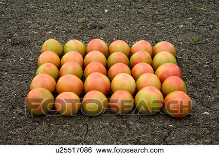 Harvested tomatoes View Large Photo Image Stock Photograph - Harvested tomatoes. Fotosearch