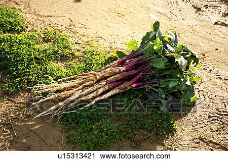 Harvested vegetables View Large Photo Image Stock Image - Harvested vegetables. Fotosearch