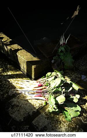 Stock Image - Harvested vegetables. Fotosearch