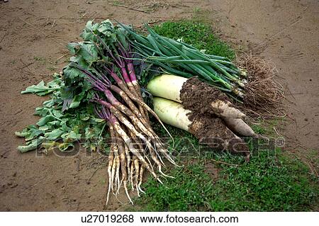 Harvested vegetables View Large Photo Image Stock Photo - Harvested vegetables. Fotosearch