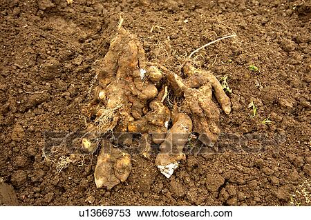 Stock Image - Harvested yams. Fotosearch