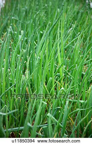 Spring onion View Large Photo Image Picture - Spring onion. Fotosearch