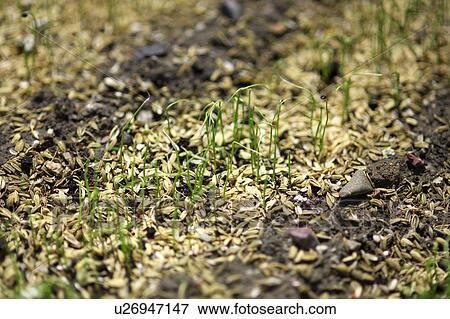 Spring onion seedlings View Large Photo Image Stock Photo - Spring onion seedlings. Fotosearch