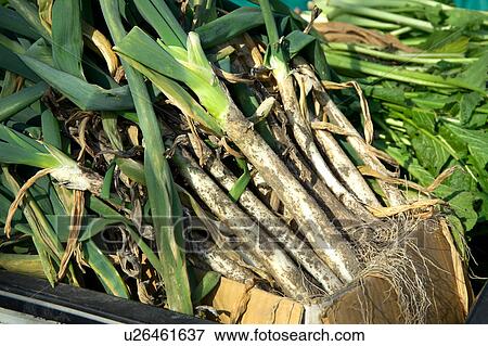 Spring onion View Large Photo Image Stock Photo - Spring onion. Fotosearch