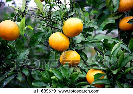 Tangerines View Large Photo Image Stock Photo - Tangerines. Fotosearch