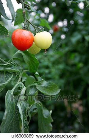 Stock Photo - Tomato plant. Fotosearch