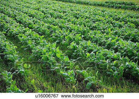 Stock Photo - Turnip field. Fotosearch