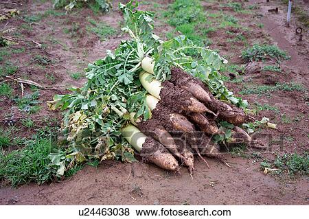Stock Photo - Turnips. Fotosearch