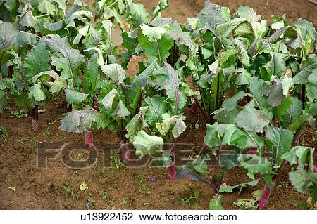 Vegetable field View Large Photo Image Stock Image - Vegetable field. Fotosearch