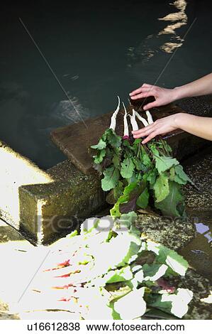 Stock Photo - Woman washing vegetables. Fotosearch