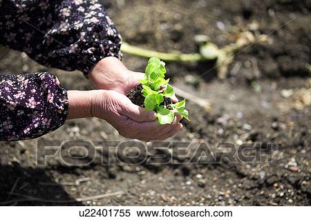 Stock Photography - Woman's hand holding lettuce seedling. Fotosearch