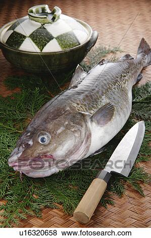 Stock Photo - Cod. Fotosearch