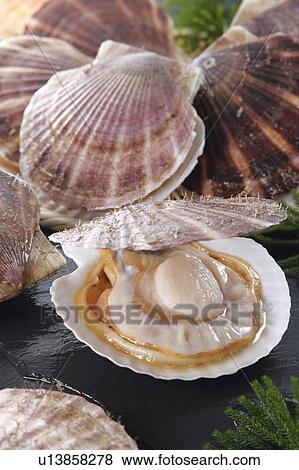 Scallop View Large Photo Image Stock Photo - Scallop. Fotosearch