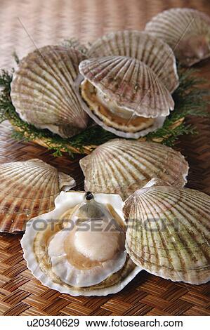 Stock Photo - Scallop. Fotosearch
