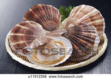 Scallop View Large Photo Image Stock Photograph - Scallop. Fotosearch