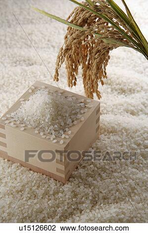 Stock Image - Uncooked rice and ear of rice. Fotosearch