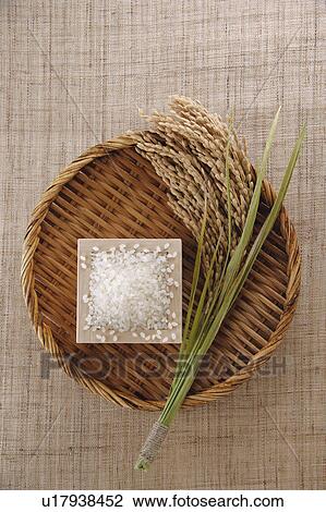 Uncooked rice in a cup and ear of rice View Large Photo Image Stock Image - Uncooked rice in a cup and ear of rice. Fotosearch