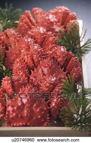 Stock Image - Boiled hanasaki crabs. Fotosearch