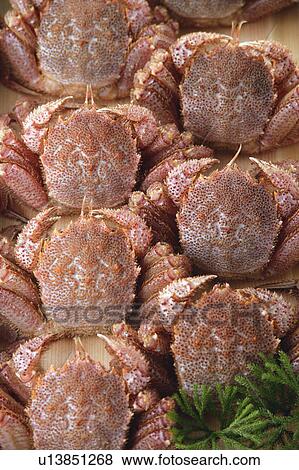 Horsehair crabs View Large Photo Image Stock Photo - Horsehair crabs. Fotosearch