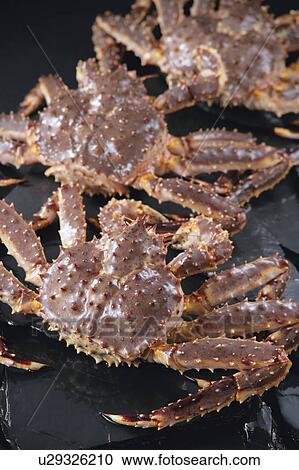 Stock Image - King crabs. Fotosearch