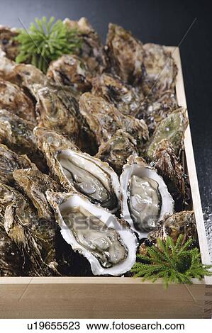 Stock Image - Oysters. Fotosearch
