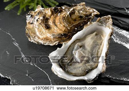 Oysters View Large Photo Image Stock Image - Oysters. Fotosearch